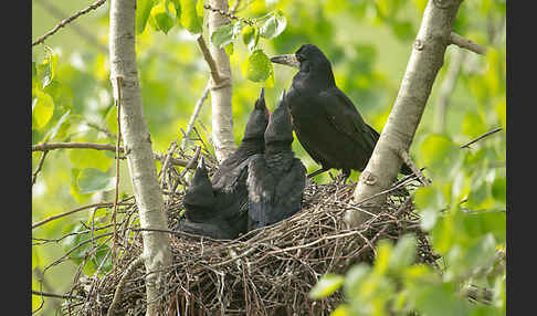 Saatkrähe (Corvus frugilegus)