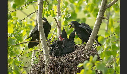 Saatkrähe (Corvus frugilegus)