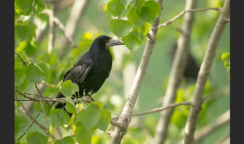 Saatkrähe (Corvus frugilegus)