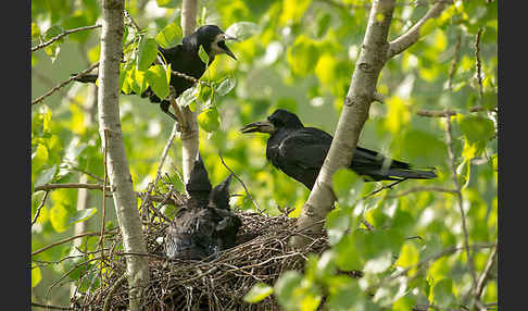 Saatkrähe (Corvus frugilegus)