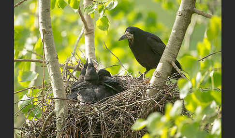 Saatkrähe (Corvus frugilegus)