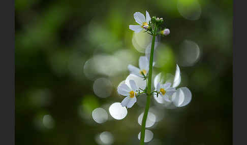 Wasserfeder (Hottonia palustris)