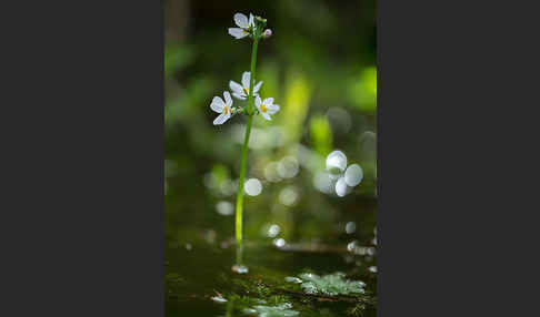 Wasserfeder (Hottonia palustris)