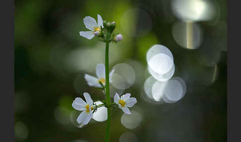 Wasserfeder (Hottonia palustris)