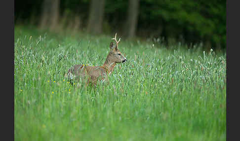 Rehwild (Capreolus capreolus)