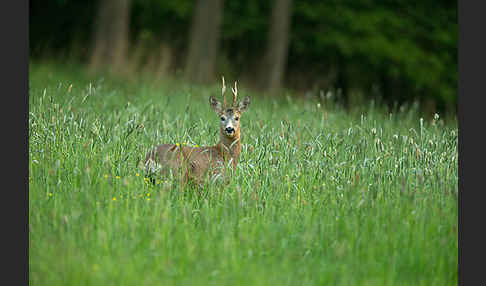 Rehwild (Capreolus capreolus)