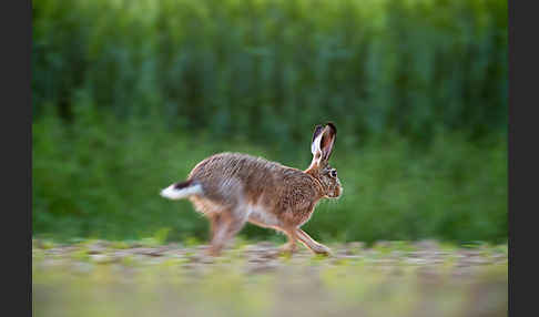 Feldhase (Lepus europaeus)