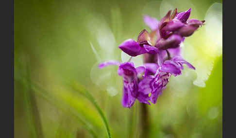 Breitblättrige Kuckucksblume (Dactylorhiza majalis)