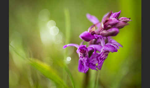 Breitblättrige Kuckucksblume (Dactylorhiza majalis)