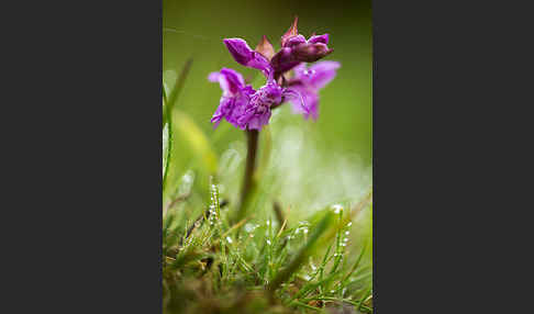 Breitblättrige Kuckucksblume (Dactylorhiza majalis)