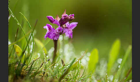 Breitblättrige Kuckucksblume (Dactylorhiza majalis)