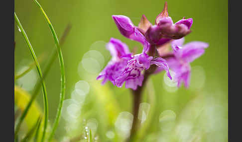 Breitblättrige Kuckucksblume (Dactylorhiza majalis)