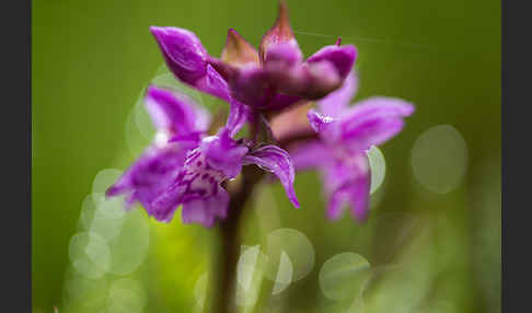 Breitblättrige Kuckucksblume (Dactylorhiza majalis)