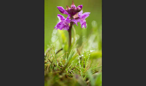 Breitblättrige Kuckucksblume (Dactylorhiza majalis)