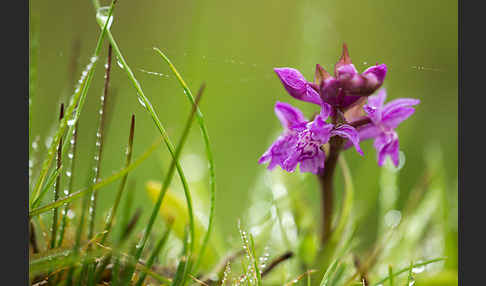 Breitblättrige Kuckucksblume (Dactylorhiza majalis)