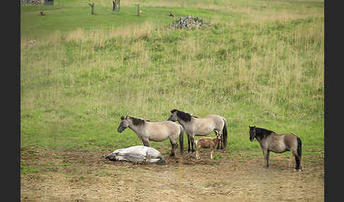 Konik (Equus caballus sspec.)