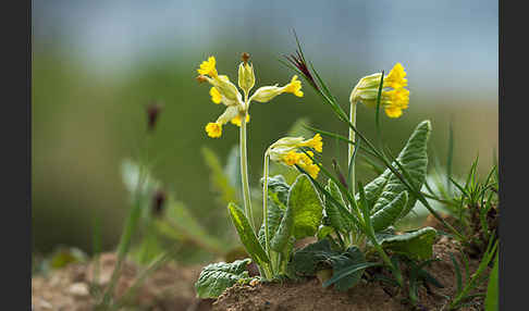 Wiesen-Schlüsselblume (Primula veris)