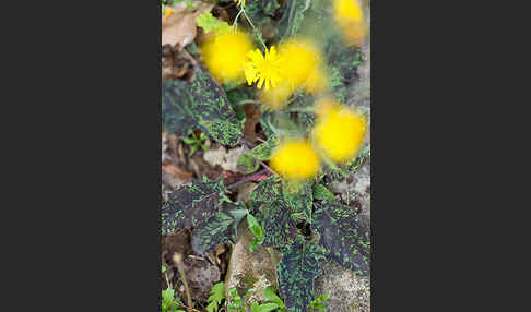 Geflecktes Habichtskraut (Hieracium maculatum)