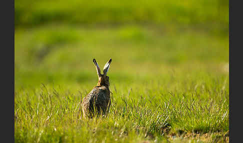 Feldhase (Lepus europaeus)