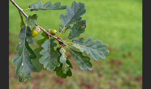 Trauben-Eiche (Quercus petraea)