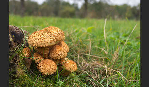 Sparriger Schüppling (Pholiota squarrosa)