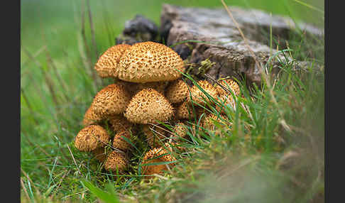 Sparriger Schüppling (Pholiota squarrosa)