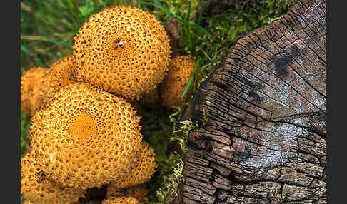 Sparriger Schüppling (Pholiota squarrosa)