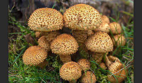 Sparriger Schüppling (Pholiota squarrosa)