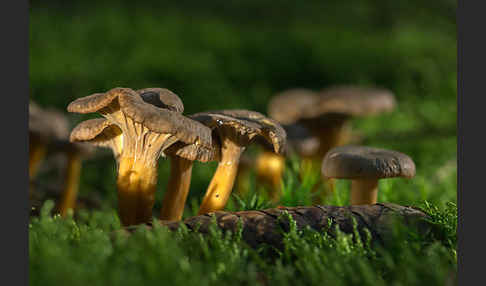 Trompetenpfifferling (Craterellus tubaeformis)