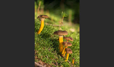 Trompetenpfifferling (Craterellus tubaeformis)