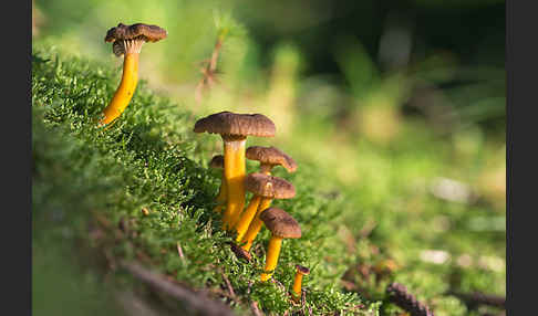 Trompetenpfifferling (Craterellus tubaeformis)