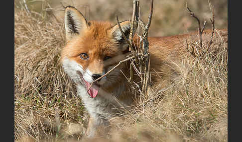 Rotfuchs (Vulpes vulpes)