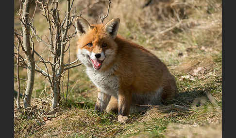 Rotfuchs (Vulpes vulpes)