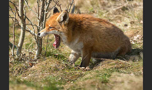 Rotfuchs (Vulpes vulpes)