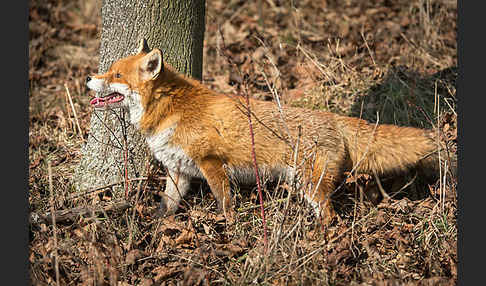 Rotfuchs (Vulpes vulpes)