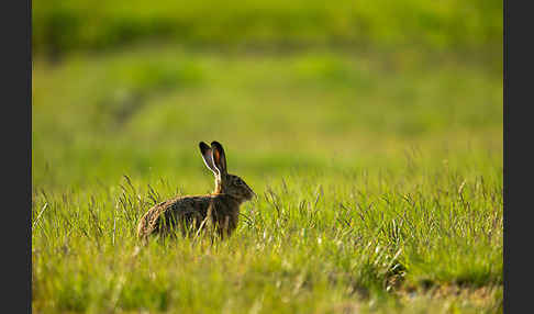 Feldhase (Lepus europaeus)