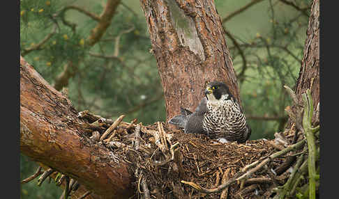 Wanderfalke (Falco peregrinus)