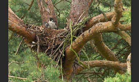 Wanderfalke (Falco peregrinus)