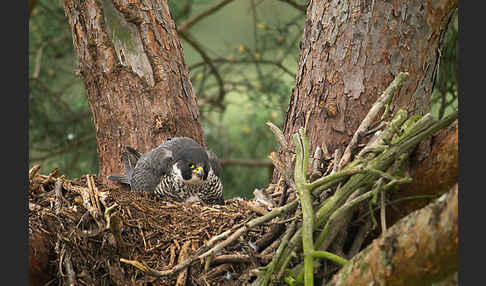 Wanderfalke (Falco peregrinus)