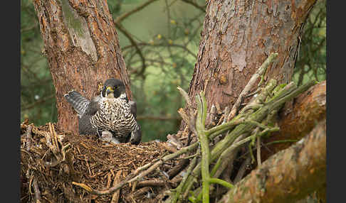 Wanderfalke (Falco peregrinus)