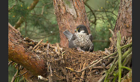 Wanderfalke (Falco peregrinus)