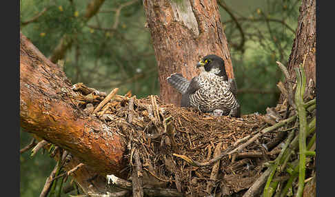 Wanderfalke (Falco peregrinus)