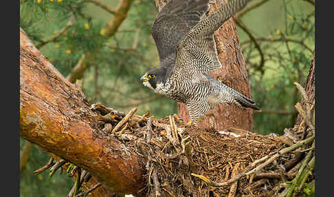 Wanderfalke (Falco peregrinus)