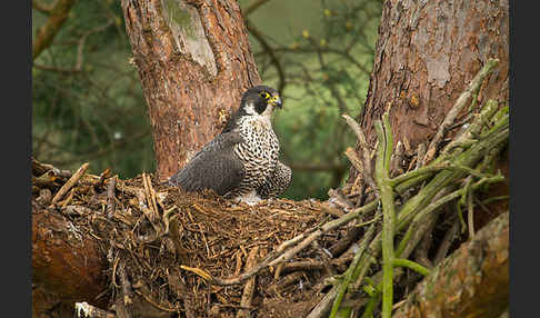 Wanderfalke (Falco peregrinus)