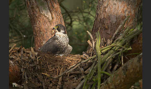 Wanderfalke (Falco peregrinus)