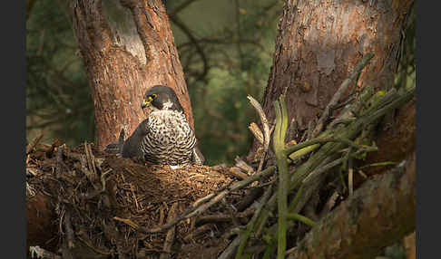 Wanderfalke (Falco peregrinus)