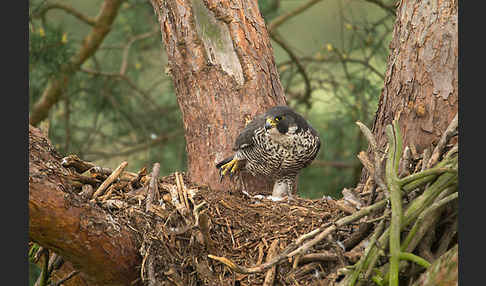 Wanderfalke (Falco peregrinus)