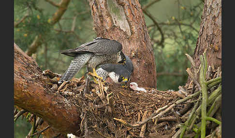 Wanderfalke (Falco peregrinus)