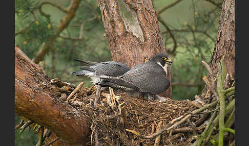 Wanderfalke (Falco peregrinus)