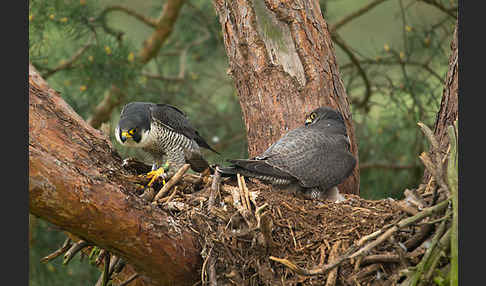 Wanderfalke (Falco peregrinus)